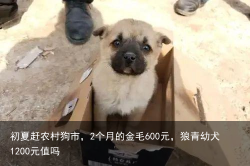 初夏赶农村狗市，2个月的金毛600元，狼青幼犬1200元值吗