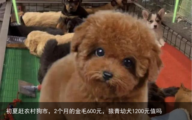 初夏赶农村狗市，2个月的金毛600元，狼青幼犬1200元值吗