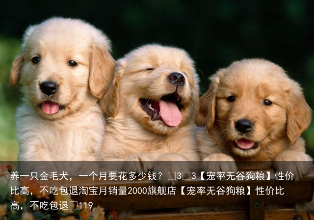 养一只金毛犬，一个月要花多少钱？
