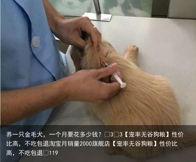 养一只金毛犬，一个月要花多少钱？