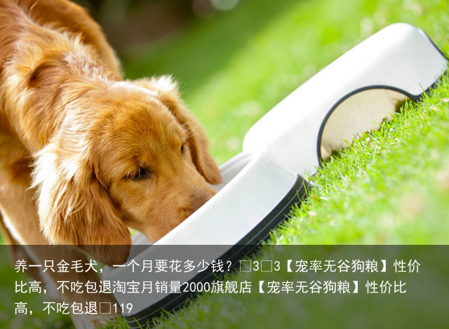 养一只金毛犬，一个月要花多少钱？