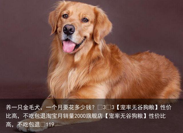 养一只金毛犬，一个月要花多少钱？