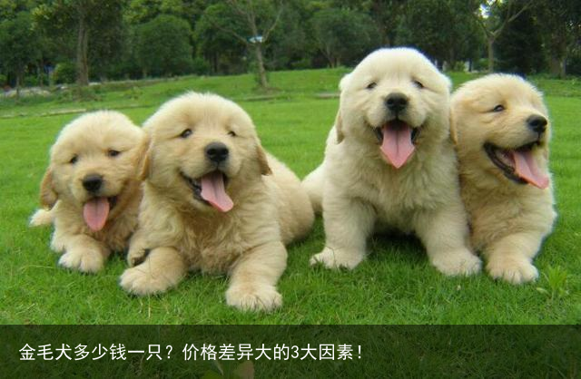 金毛犬多少钱一只？价格差异大的3大因素！