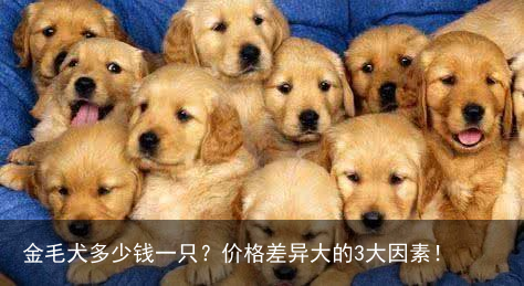 金毛犬多少钱一只？价格差异大的3大因素！