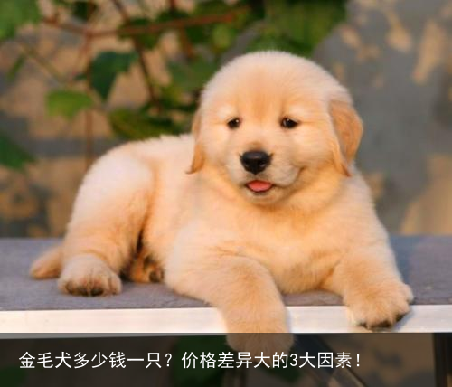 金毛犬多少钱一只？价格差异大的3大因素！