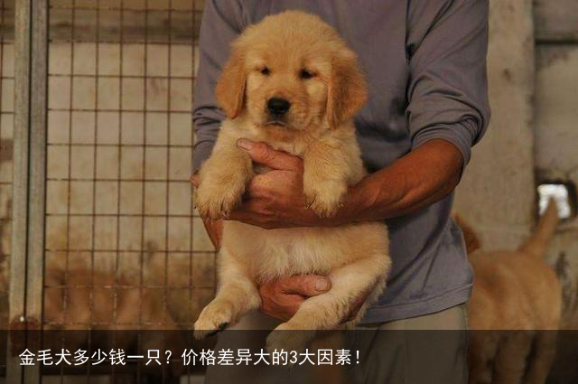 金毛犬多少钱一只？价格差异大的3大因素！