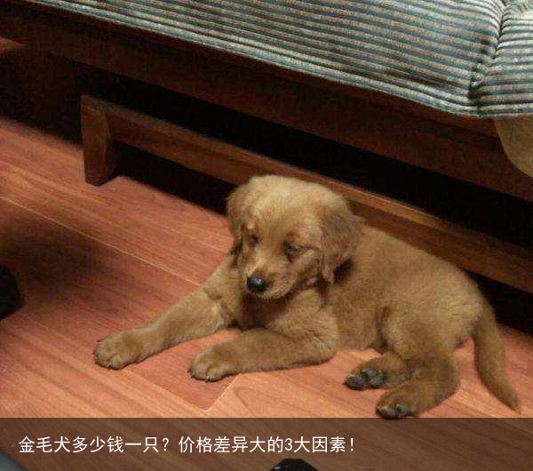 金毛犬多少钱一只？价格差异大的3大因素！