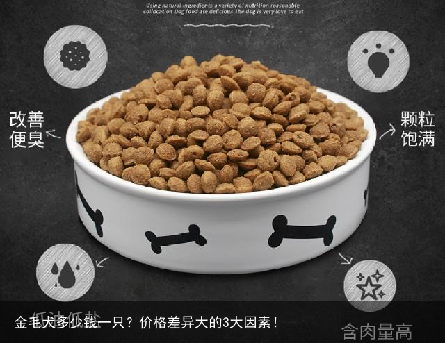 金毛犬多少钱一只？价格差异大的3大因素！