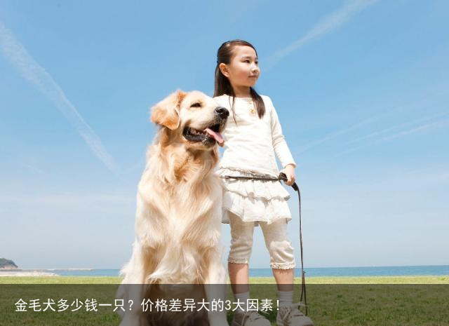 金毛犬多少钱一只？价格差异大的3大因素！