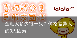 金毛犬多少钱一只？价格差异大的3大因素！