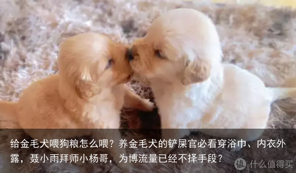 给金毛犬喂狗粮怎么喂？养金毛犬的铲屎官必看