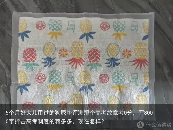 5个月好大儿用过的狗尿垫评测那个高考故意考0分，写8000字抨击高考制度的蒋多多，现在怎样？