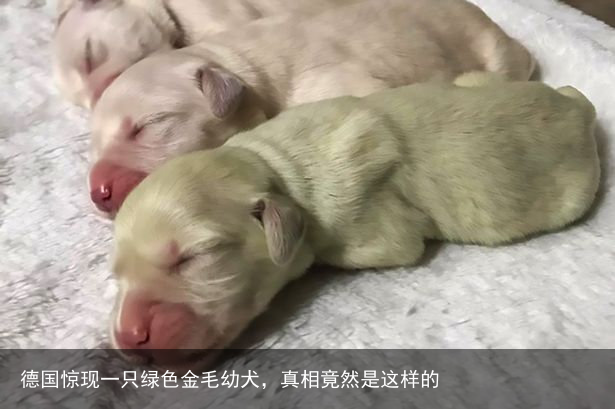 德国惊现一只绿色金毛幼犬，真相竟然是这样的