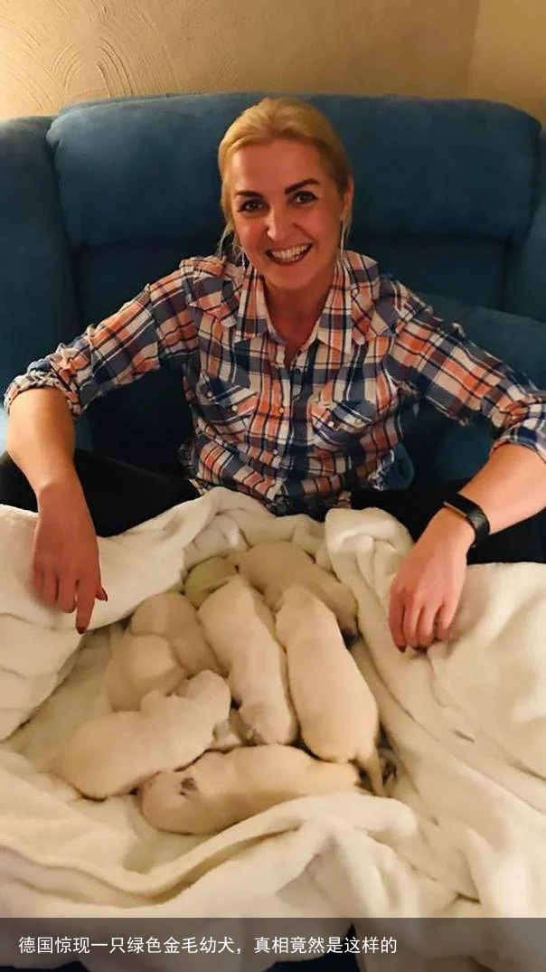 德国惊现一只绿色金毛幼犬，真相竟然是这样的