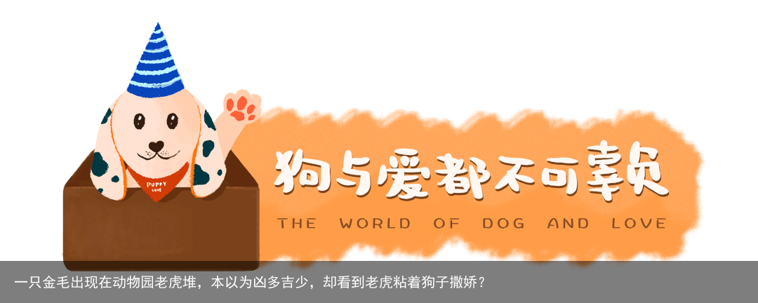 一只金毛出现在动物园老虎堆，本以为凶多吉少，却看到老虎粘着狗子撒娇？