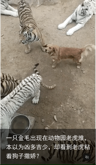 一只金毛出现在动物园老虎堆，本以为凶多吉少，却看到老虎粘着狗子撒娇？