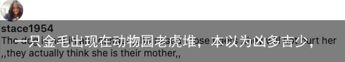 一只金毛出现在动物园老虎堆，本以为凶多吉少，却看到老虎粘着狗子撒娇？