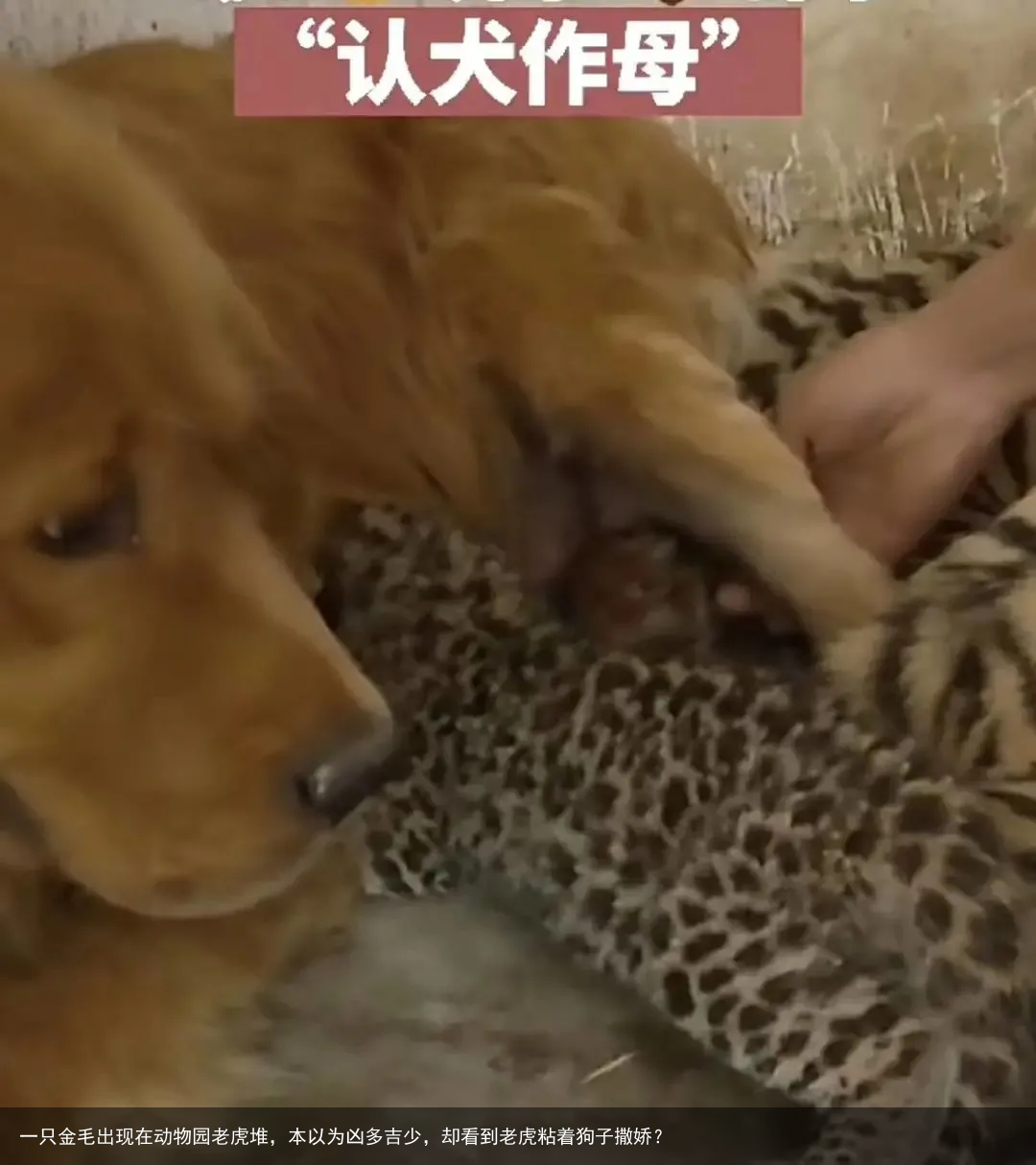 一只金毛出现在动物园老虎堆，本以为凶多吉少，却看到老虎粘着狗子撒娇？