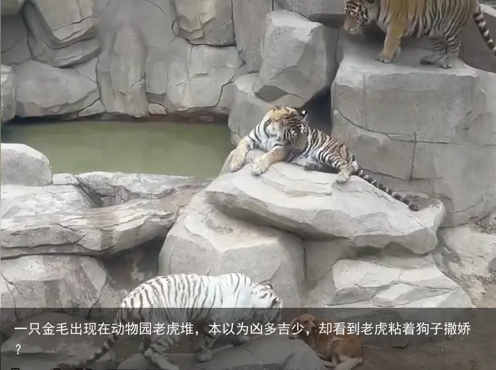 一只金毛出现在动物园老虎堆，本以为凶多吉少，却看到老虎粘着狗子撒娇？