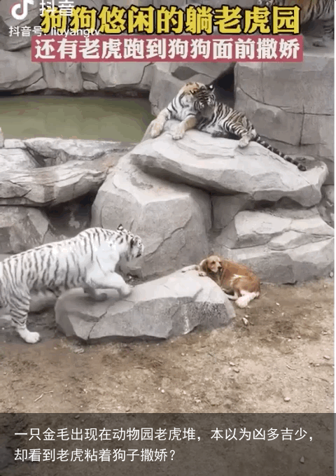 一只金毛出现在动物园老虎堆，本以为凶多吉少，却看到老虎粘着狗子撒娇？