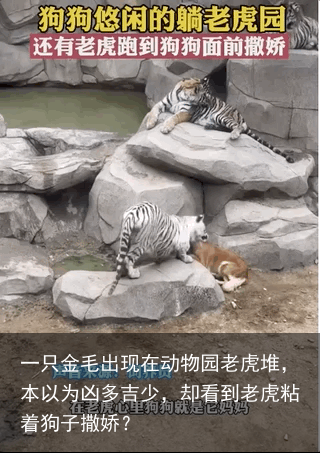 一只金毛出现在动物园老虎堆，本以为凶多吉少，却看到老虎粘着狗子撒娇？