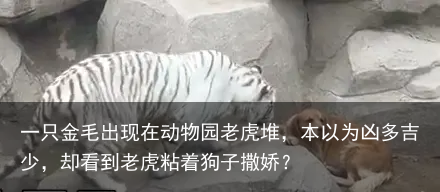 一只金毛出现在动物园老虎堆，本以为凶多吉少，却看到老虎粘着狗子撒娇？