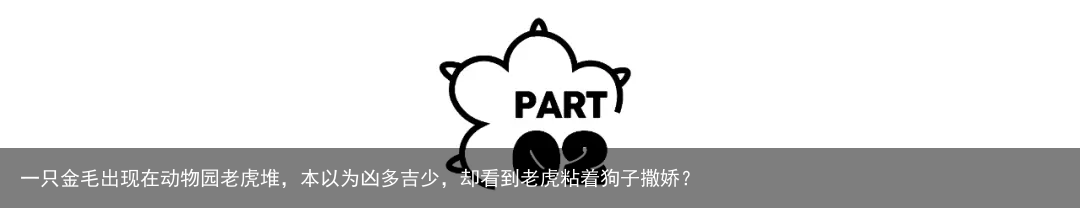 一只金毛出现在动物园老虎堆，本以为凶多吉少，却看到老虎粘着狗子撒娇？