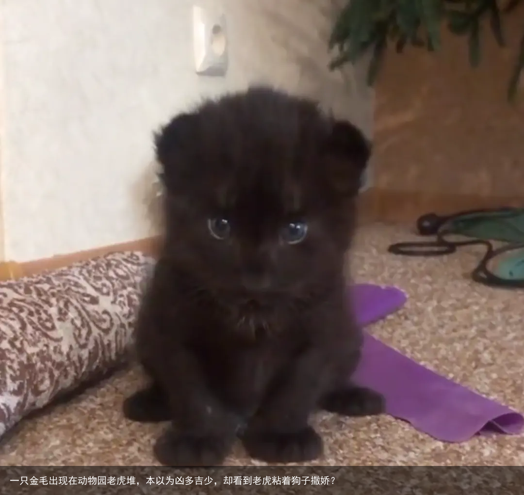 一只金毛出现在动物园老虎堆，本以为凶多吉少，却看到老虎粘着狗子撒娇？