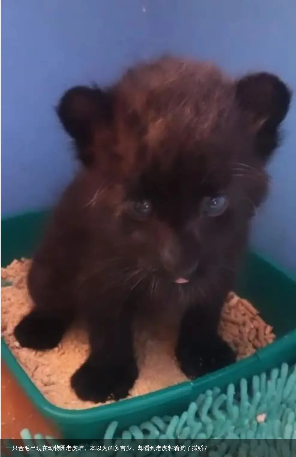 一只金毛出现在动物园老虎堆，本以为凶多吉少，却看到老虎粘着狗子撒娇？