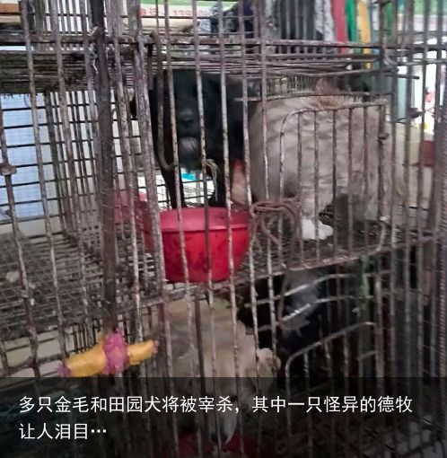多只金毛和田园犬将被宰杀，其中一只怪异的德牧让人泪目…