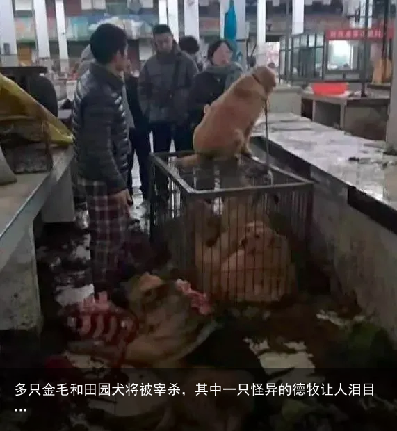 多只金毛和田园犬将被宰杀，其中一只怪异的德牧让人泪目…
