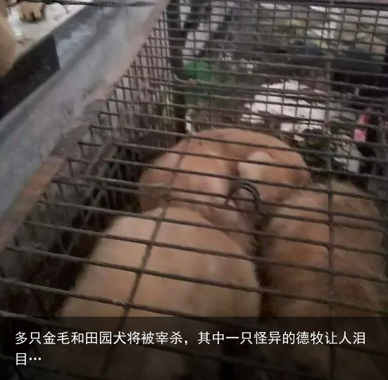 多只金毛和田园犬将被宰杀，其中一只怪异的德牧让人泪目…