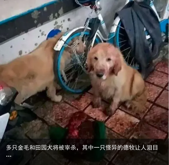 多只金毛和田园犬将被宰杀，其中一只怪异的德牧让人泪目…