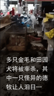 多只金毛和田园犬将被宰杀，其中一只怪异的德牧让人泪目…