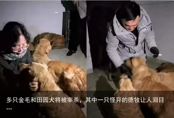 多只金毛和田园犬将被宰杀，其中一只怪异的德牧让人泪目…