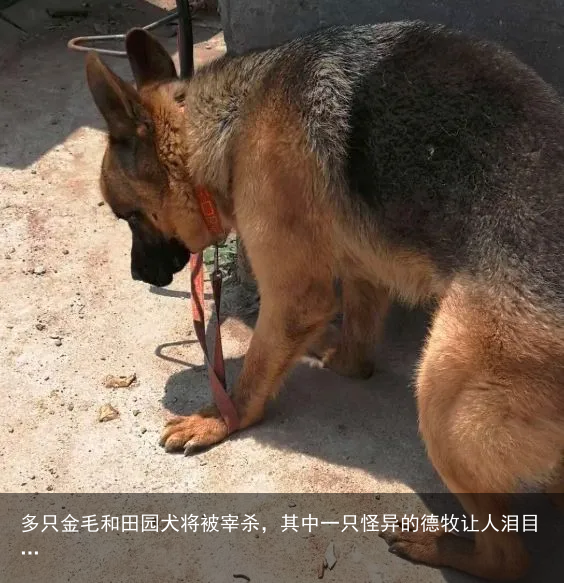 多只金毛和田园犬将被宰杀，其中一只怪异的德牧让人泪目…