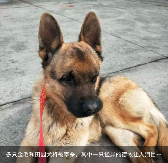 多只金毛和田园犬将被宰杀，其中一只怪异的德牧让人泪目…