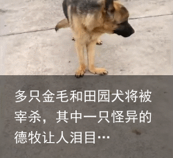多只金毛和田园犬将被宰杀，其中一只怪异的德牧让人泪目…