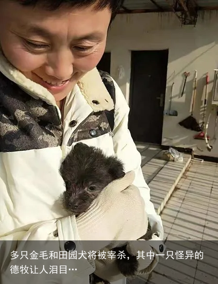 多只金毛和田园犬将被宰杀，其中一只怪异的德牧让人泪目…