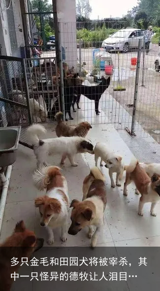 多只金毛和田园犬将被宰杀，其中一只怪异的德牧让人泪目…