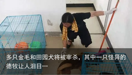 多只金毛和田园犬将被宰杀，其中一只怪异的德牧让人泪目…