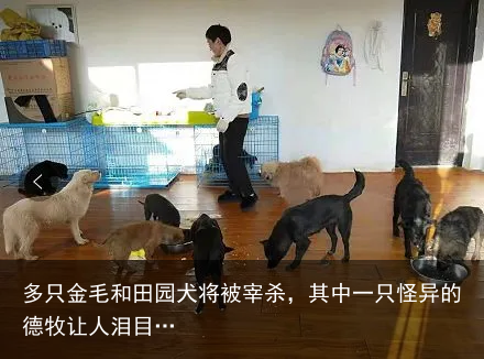 多只金毛和田园犬将被宰杀，其中一只怪异的德牧让人泪目…