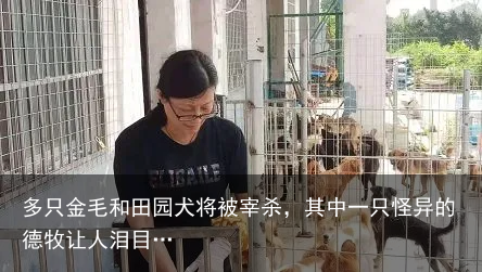 多只金毛和田园犬将被宰杀，其中一只怪异的德牧让人泪目…