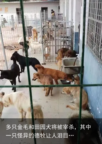 多只金毛和田园犬将被宰杀，其中一只怪异的德牧让人泪目…