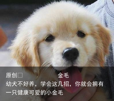 金毛幼犬不好养，学会这几招，你就会拥有一只健康可爱的小金毛