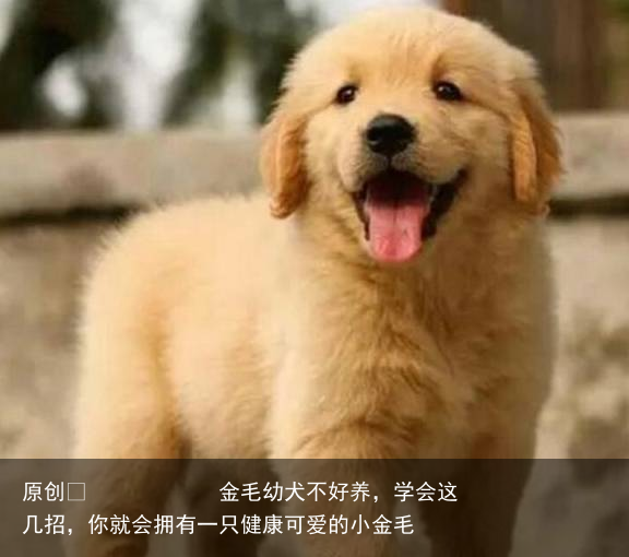 金毛幼犬不好养，学会这几招，你就会拥有一只健康可爱的小金毛