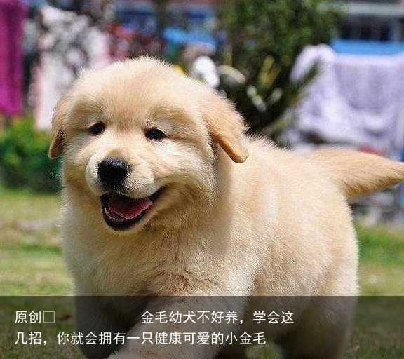 金毛幼犬不好养，学会这几招，你就会拥有一只健康可爱的小金毛