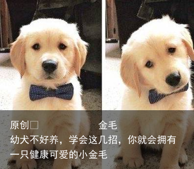 金毛幼犬不好养，学会这几招，你就会拥有一只健康可爱的小金毛