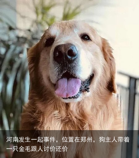 河南发生一起事件，位置在郑州，狗主人带着一只金毛跟人讨价还价