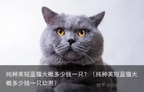 纯种英短蓝猫大概多少钱一只？（纯种英短蓝猫大概多少钱一只幼崽）